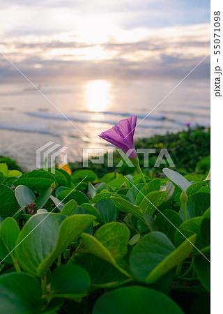 沖縄県 宮古島 ハマヒルガオ 55071098