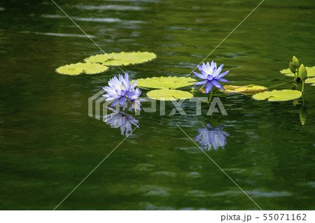 風景 自然 韓国 55071162