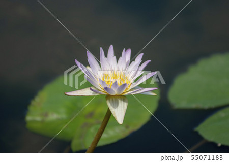 風景 自然 韓国 55071183