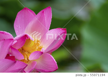 風景 自然 韓国 55071194