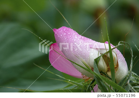風景 自然 韓国 55071196