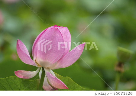 風景 自然 韓国 55071226