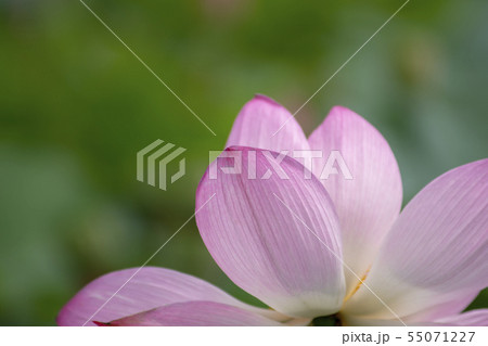 風景 自然 韓国 55071227