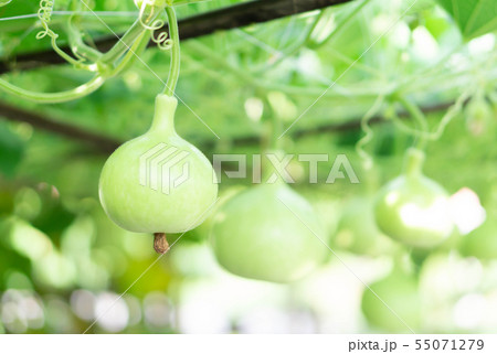 Close up green bottle gourd or calabash gourd  55071279