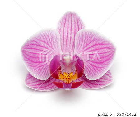 Purple orchid flower isolated on white 55071422
