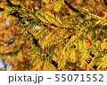 朝日を浴びるメタセコイアの葉 55071552