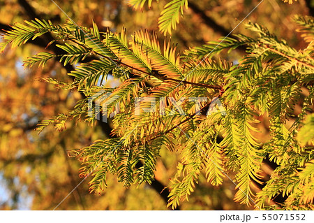 朝日を浴びるメタセコイアの葉 55071552