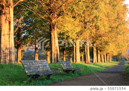 朝焼けのベンチ 55071554