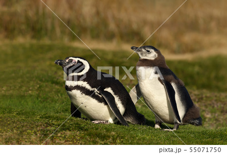 Magellanic Penguin With A Chick Walking On Grassの写真素材