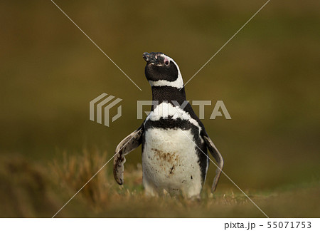 Magellanic penguin in grass on a sunny afternoon Magellanic penguin in grass on a sunny afternoon 55071753