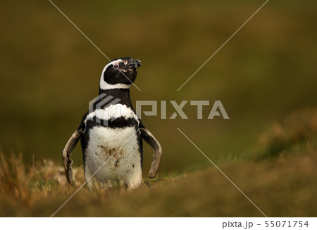 Magellanic penguin standing in grass Magellanic penguin standing in grass 55071754