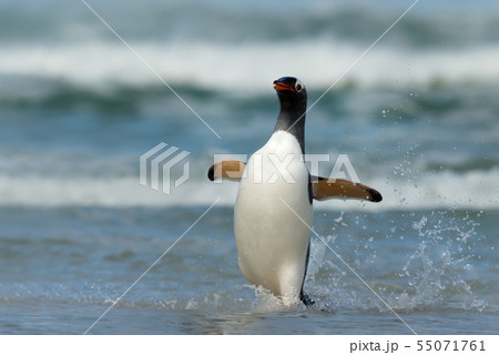 Gentoo penguin coming ashore from stormy waters Gentoo penguin coming ashore from stormy waters 55071761
