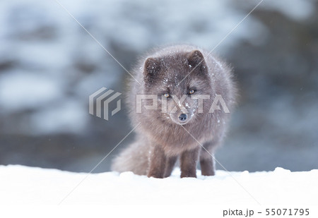Close up of an Arctic fox in winter Close up of an Arctic fox in winter 55071795