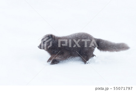 Close up of an Arctic fox running in snow 55071797