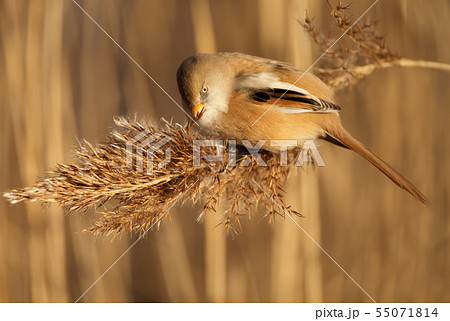 Bearded tit feeding on reeds in wetlands Bearded tit feeding on reeds in wetlands 55071814