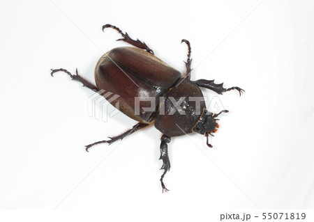 カブトムシ 55071819