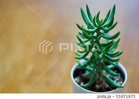 多肉植物 多肉植物 55071975