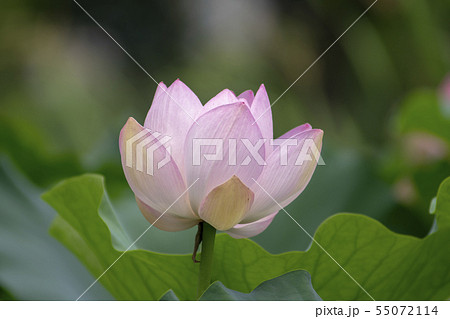 植物 花 蓮 55072114