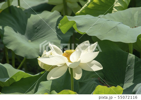 植物 花 蓮 55072116