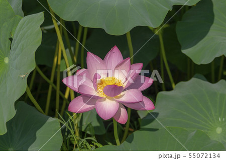 植物 花 蓮 55072134