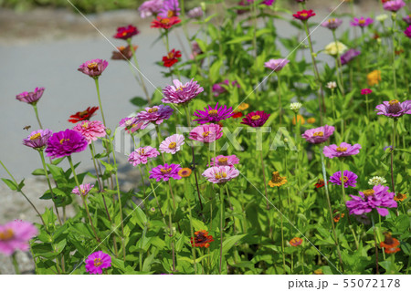風景 自然 韓国 55072178