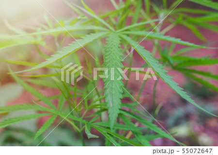 Marijuana plant in home garden,Medical the Cannabis sativa plant. Some people Marijuana herbal use Marijuana plant in home garden,Medical the Cannabis sativa plant. Some people Marijuana herbal use 55072647