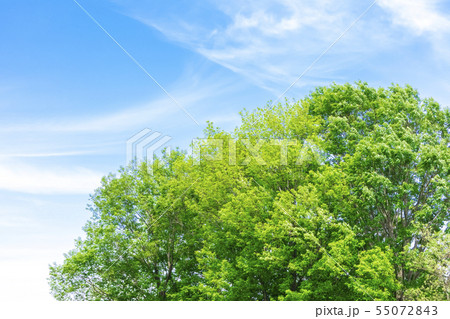 新緑と青空 55072843