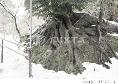 兼六園　根上がりしている大木 55073113