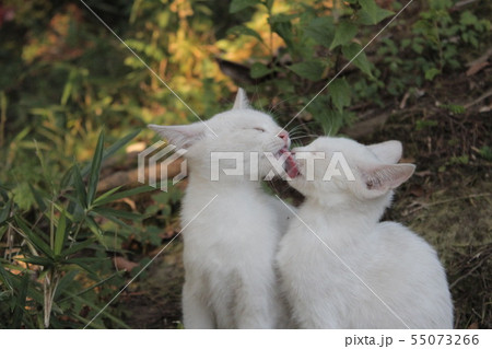 ねこのじゃれあい ねこのじゃれあい 55073266