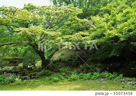 神上寺 境内 神上寺 境内 55073456