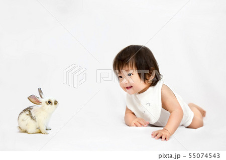 白背景前でハイハイしながら子ウサギと遊ぶ女の子の赤ちゃん。幸せ,愛情,赤ちゃん,育児イメージ 55074543