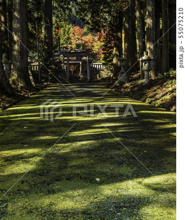山口県の寂地峡近くにある宇佐八幡宮の参道風景です。秋色に染まっています。 山口県の寂地峡近くにある宇佐八幡宮の参道風景です。秋色に染まっています。 55075210