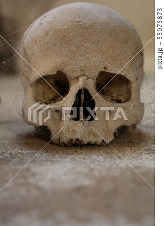 Close up of old human skull with cobweb 55075873