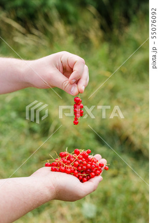 Hands holding branch of fresh berries, Ripe red currant, juicy fruit 55076092