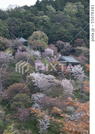 吉野山　桜の景色 55076381