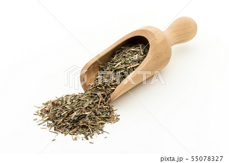 ヒメスイバ（シープソレル）: Sheep Sorrel 55078327