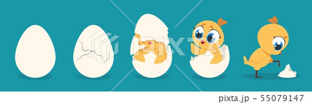 Hatching chicken. Cartoon baby chick birthday step-by-step process, cute flat poultry character Hatching chicken. Cartoon baby chick birthday step-by-step process, cute flat poultry character 55079147