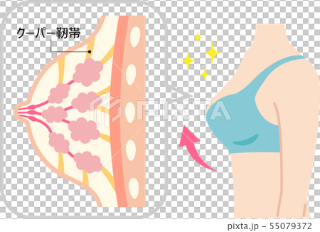 バストアップ 女性の体と断面図のイラスト素材