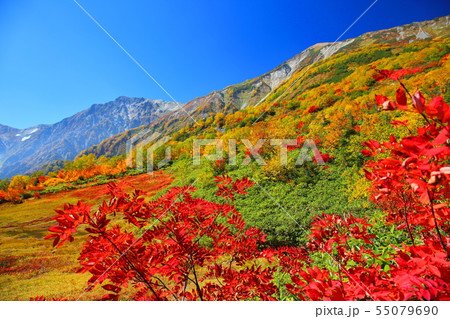 長野県栂池自然園の紅葉 55079690