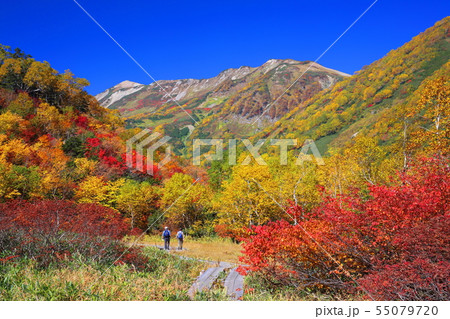 長野県栂池自然園の紅葉 長野県栂池自然園の紅葉 55079720