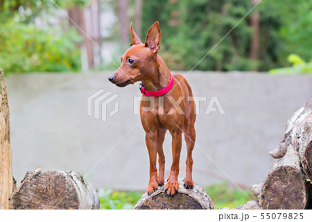 Portrait of a red miniature pinscher dog Portrait of a red miniature pinscher dog 55079825