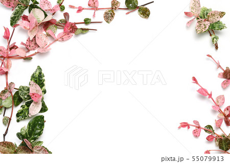 ハツユキカズラの背景画像 ハツユキカズラの背景画像 55079913