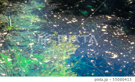 十二湖　白神山地　青森県 55080413