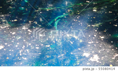 十二湖　白神山地　青森県 55080414