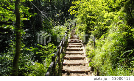 十二湖　白神山地　青森県 55080415