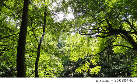 十二湖　白神山地　青森県 55080446