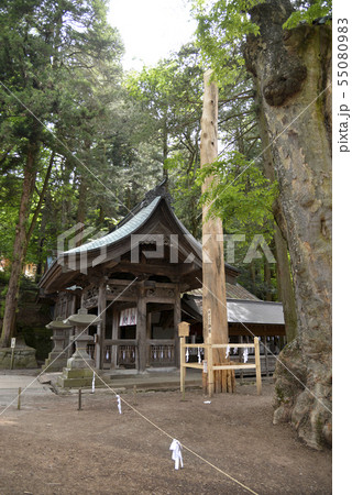 諏訪大社　本二の御柱 55080983