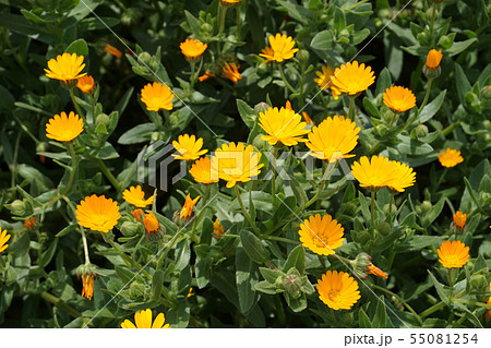 フユシラズ 55081254