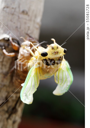 蝉　幼虫 55081728