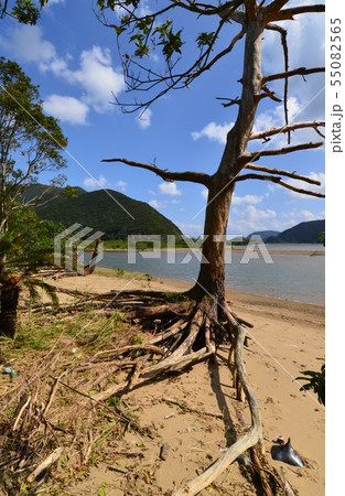 川岸の木陰 55082565